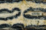 Mammoth Molar Slice With Case - South Carolina #335166-2